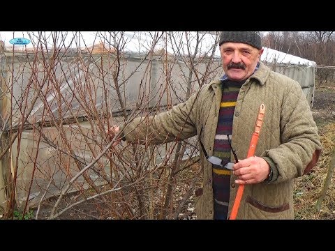 Видео: ПОЛЕЗНЫЙ КУСТАРНИК ГУМИ. РАЗМНОЖЕНИЕ ОТВОДКАМИ.