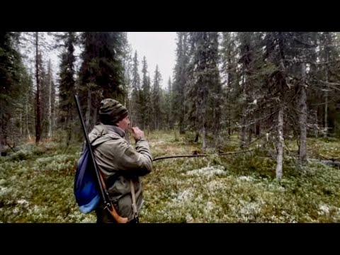 Видео: Рябчик добыт. В поисках добычи забрел в чащу. Тайга