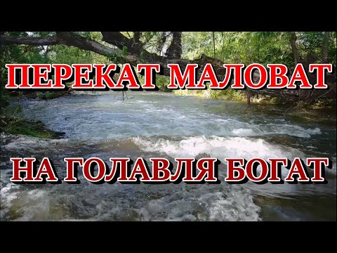 Видео: Перекат маловат - на голавля богат