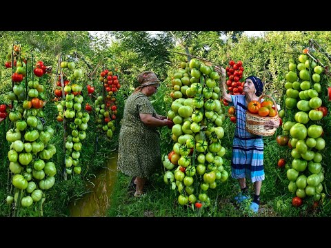 Видео: Сбор свежих зеленых помидоров | Приготовление вкусных маринованных овощей для зимних консервов