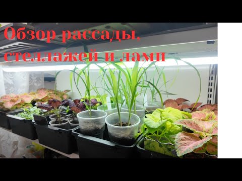 Видео: Идеальные условия: Обзор рассады, стеллажей и ламп для роста!