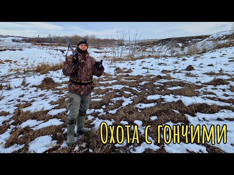 Видео: Охота с гончими