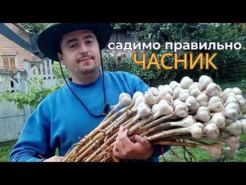 Видео: Садимо часник правильно!