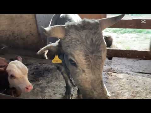 Видео: Бұқа алдық бордақы бұқалар