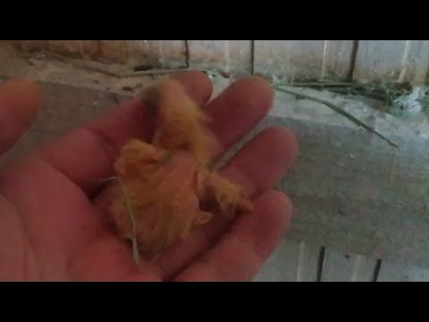 Видео: 0бработка с пискунами однохлористым йодом!