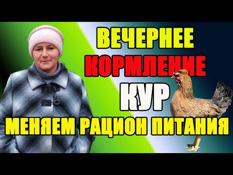 Видео: Вечернее кормление кур. Меняем рацион питания кур.