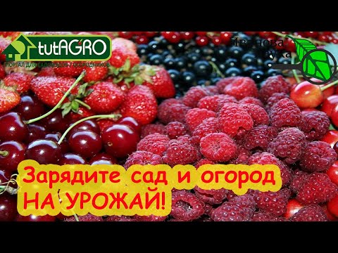 Видео: САМОЕ ВЕСЕННЕЕ УДОБРЕНИЕ. ОДНО для ВСЕХ: лук, чеснок, малина, голубика. И будете с большим урожаем!