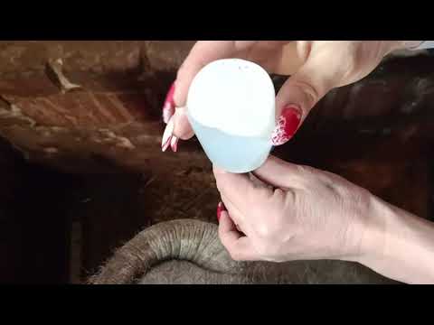 Видео: искусственное осеменение свиноматки