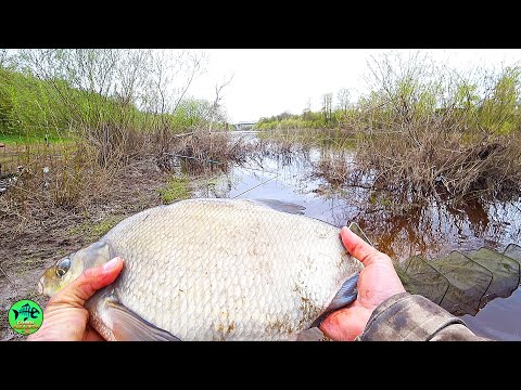 Видео: В ЗАТОПЛЕННЫХ КУСТАХ ТАКИЕ КОНИ🐟🐟🐟. РЫБА СТАЛА СТЕНОЙ. Рыбалка на фидер на ЛЕЩА.