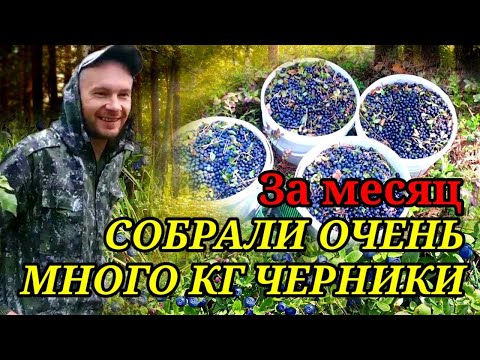 Видео: Сбор черники в Беларуси 2023