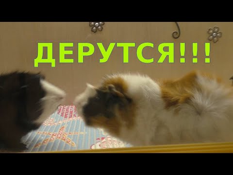 Видео: МОРСКИЕ СВИНКИ ДЕРУТСЯ /ПЫТАЮСЬ ИХ ПОДРУЖИТЬ