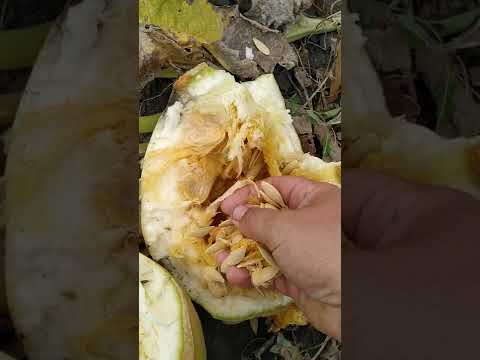 Видео: гарбуз турка на городах