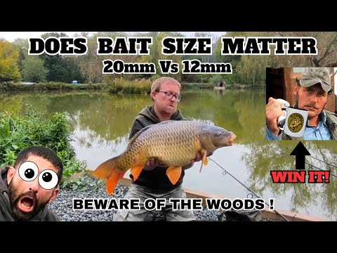 Видео: Большие бойлы против маленьких бойлов @sifishes