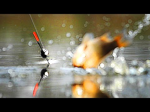 Видео: НЕЗАБЫВАЕМАЯ рыбалка на КАРАСЯ в камышах.