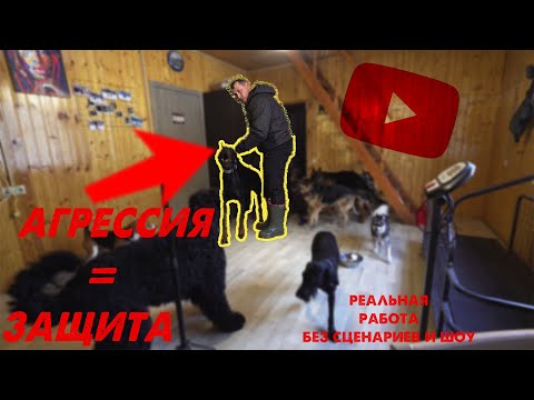 Видео: АГРЕССИЯ = защита! СОЦИАЛИЗАЦИЯ ДОБЕРМАНА В СТАЕ СОБАК