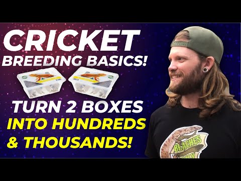 Видео: Как разводить сверчков для вашей домашней рептилии!