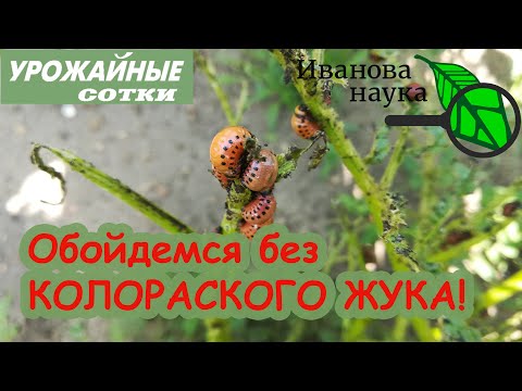 Видео: Обойдёмся без колорадских жуков! 100% КОЛОРАДЫ СДОХНУТ! А все хорошие - НЕТ!!!