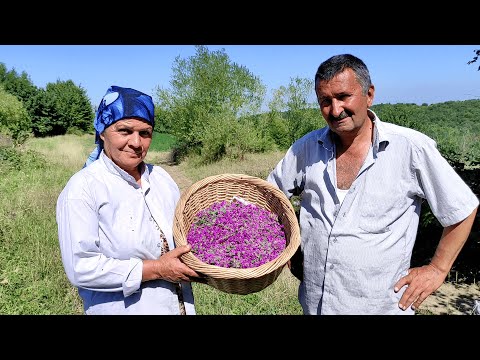 Видео: Масло из Лаванды и Узбекские Манты