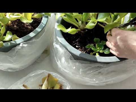 Видео: Как сохранить эйхорнию в зимний период в средней полосе на подоконнике?