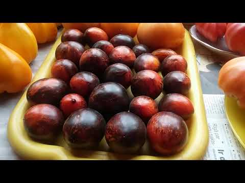 Видео: Презентация новых сортов томатов 2018 года (Часть VIII)