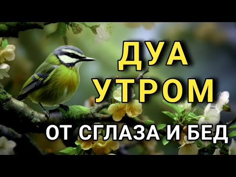 Видео: МОЩНОЕ ДУА ОТ СГЛАЗА И ЗАВИСТИ! 🔑💫🤲