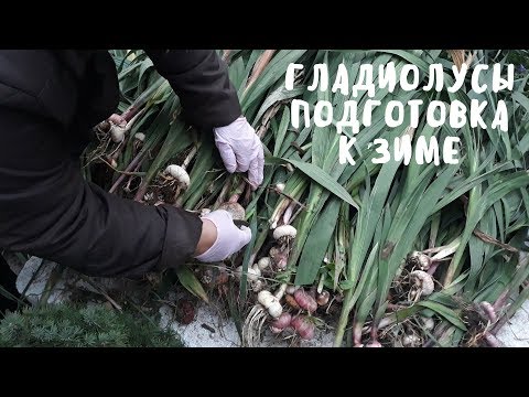 Видео: Подготовка гладиолусов к зиме. Мои цветы. Мой опыт.