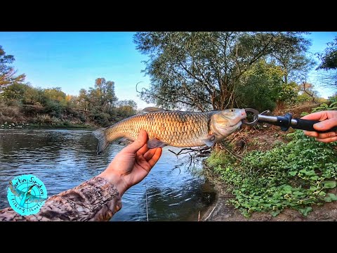 Видео: 🐟Кефали ври! Риболов на р.Марица! |  Chub fishing Maritza river! 🐟