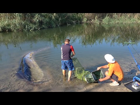 Видео: НАШЛИ СОМОВ в ЯМЕ!!! 10 СОМОВ за РЫБАЛКУ!!! ЛОВЛЯ СОМА на МЕДВЕДКУ. Снасть для ловли сома