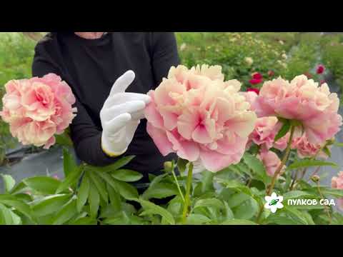 Видео: Triphena Parkin peony. Трифена Паркин пион. Пулков сад (2025 г.)