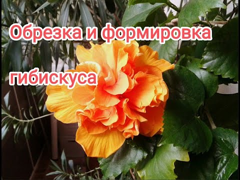 Видео: Когда и как обрезать молодой  гибискус( китайская роза)./Hibiscus pruning