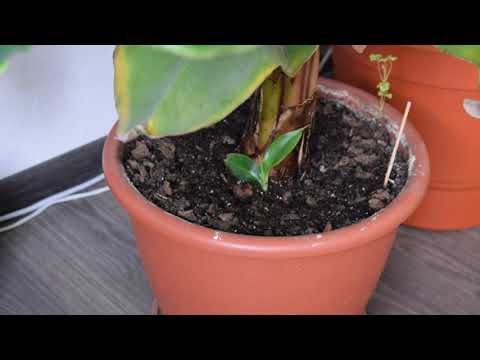 Видео: ВЫРАЩИВАНИЕ БАНАНОВ БЕЗ ПРОБЛЕМ! Уход за домашними бананами