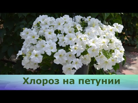 Видео: Хлороз у петунии, история Fanfare White.