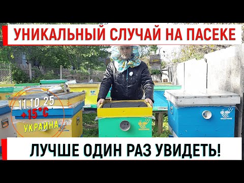 Видео: Уникальный случай на пасеке. Лучше один раз увидеть!