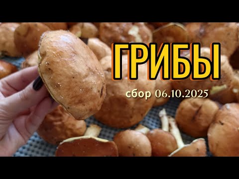 Видео: ГРИБЫ ДЕБРИ ЛЕС И МЫ 