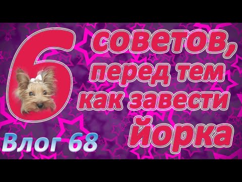 Видео: Хочешь завести йорка? Наши эксклюзивные 6 советов перед заведением.