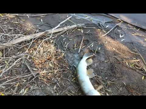 Видео: Я В ШОКЕ МАЛЕНЬКИЙ ВОБЛЕР СЛОВИЛ МЕСТЫХ ХОЗЯЕК! ПИК ЖОРА КРУПНОЙ ЩУКИ !!!!