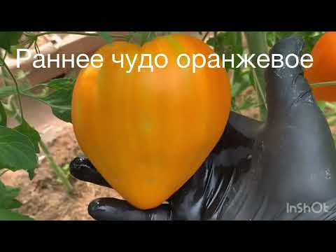 Видео: Обзор сортов томатов 15 июля 2024 г.