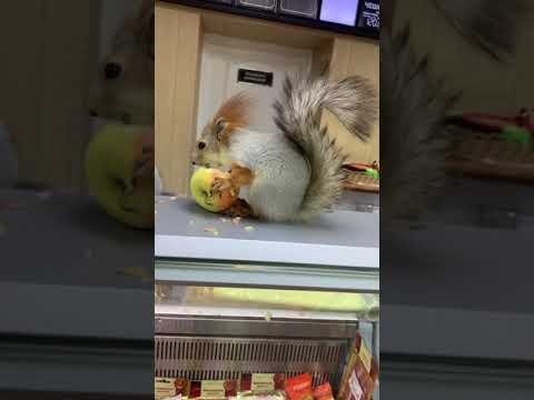 Видео: Белка Чип в Магазине 😎 #funny #squirrel #funnyvideo #youtubeshorts #shortvideo #video #shorts