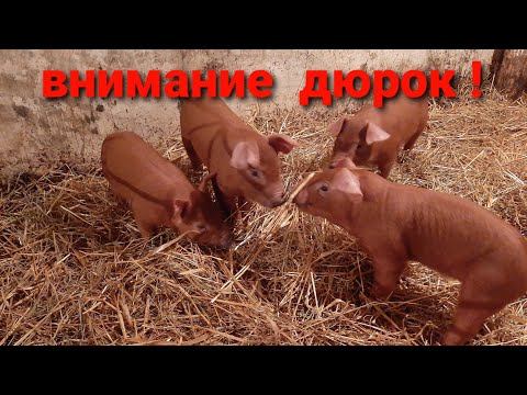 Видео: ПОРОСЯТА "ДЮРОК И ПОЛУДЮРОК"