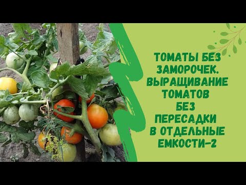 Видео: 👍🍅Томаты без заморочек.Выращивание томатов без пересадки в отдельные емкости.-2