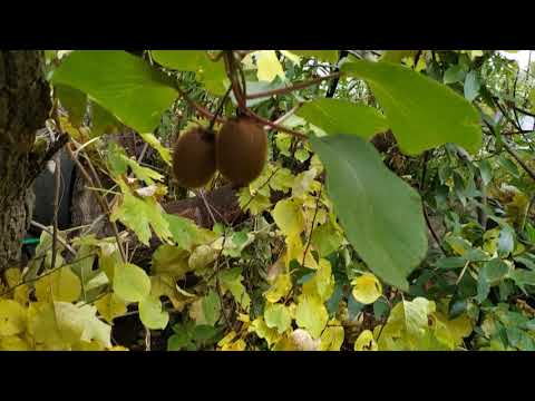 Видео: Время сбора урожая киви.