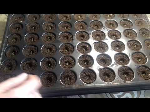 Видео: Всходы бакопы. Как бороться с черной ножкой у рассады?