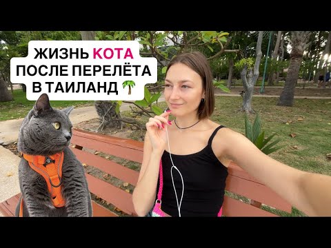 Видео: Прогулка к морю в Паттайе. Как наш кот пережил перелёт в Таиланд.