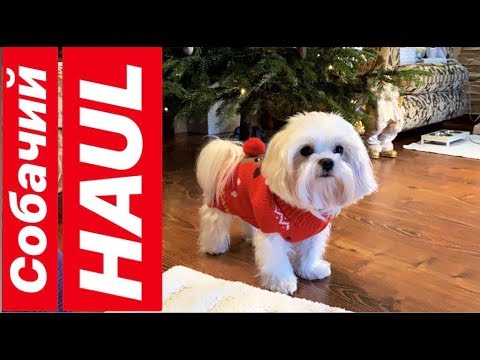Видео: HAUL: ПОКУПКА И ПРИМЕРКА ЗИМНЕЙ ОДЕЖДЫ ДЛЯ СОБАКИ