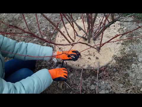 Видео: Обрізка дорослого куща лохини