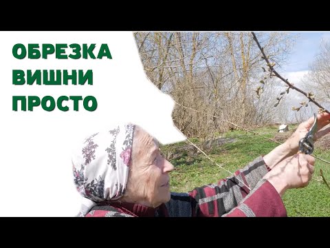 Видео: Обрезка вишни весной. Обрезка плодовых деревьев.