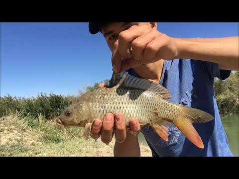 Видео: Рыбалка на реке Или, п.Жидели. 2020