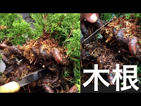 Видео: Формы деревьев, которые невозможно создать в естественном мире, создаются одна за другой путем