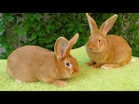 Видео: Кролики Моряка в Таджикистане