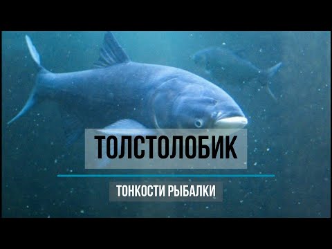 Видео: Главное о толстолобике. Какие бывают? Где ловить? Как ловить? На что ловить? Мифы и советы.